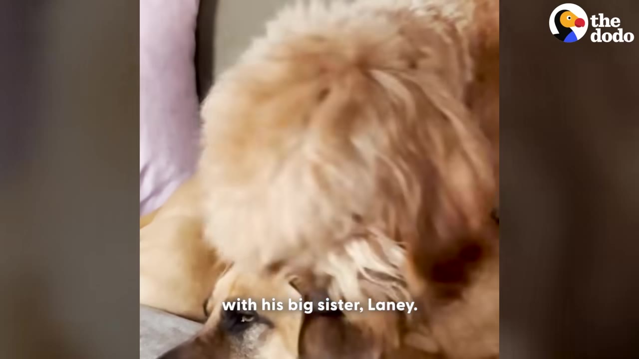 A fluffy golden doodle-mix dog playfully climbs on top of a larger, tan short-haired dog lying on a bed.