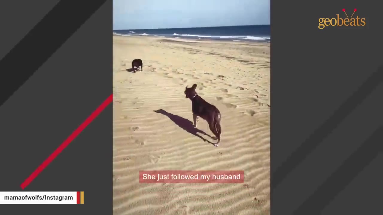 A dog runs across a sandy beach towards another dog in the distance.