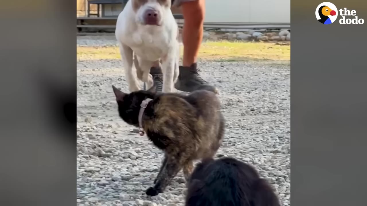 A tan and white pit bull-type dog stands on a gravel ground, looking curiously at a tortoiseshell cat in the foreground.