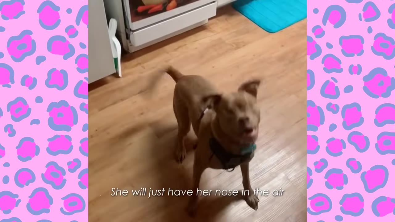 A brown, blind dog wearing a harness stands on a wooden floor, tilting its head up to sniff the air.
