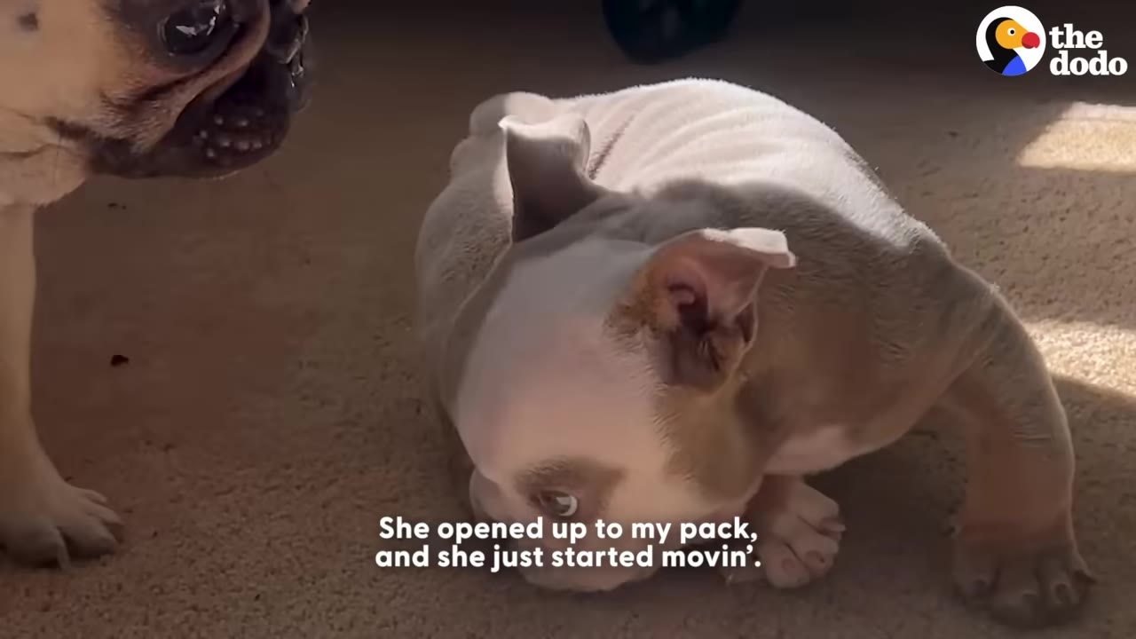 A small brown and white puppy on a carpeted floor looking towards another dog whose face is partially visible on the left.