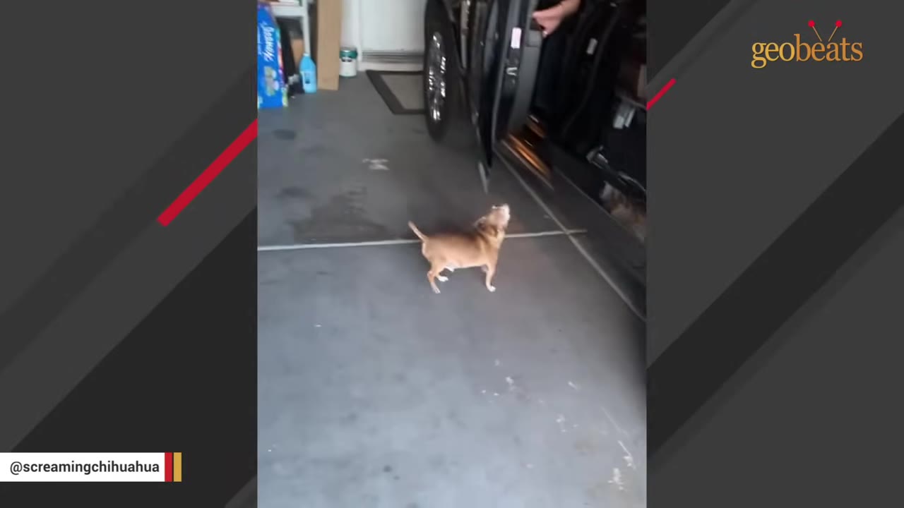 A small brown chihuahua stands in a garage, looking up eagerly at an open car door.