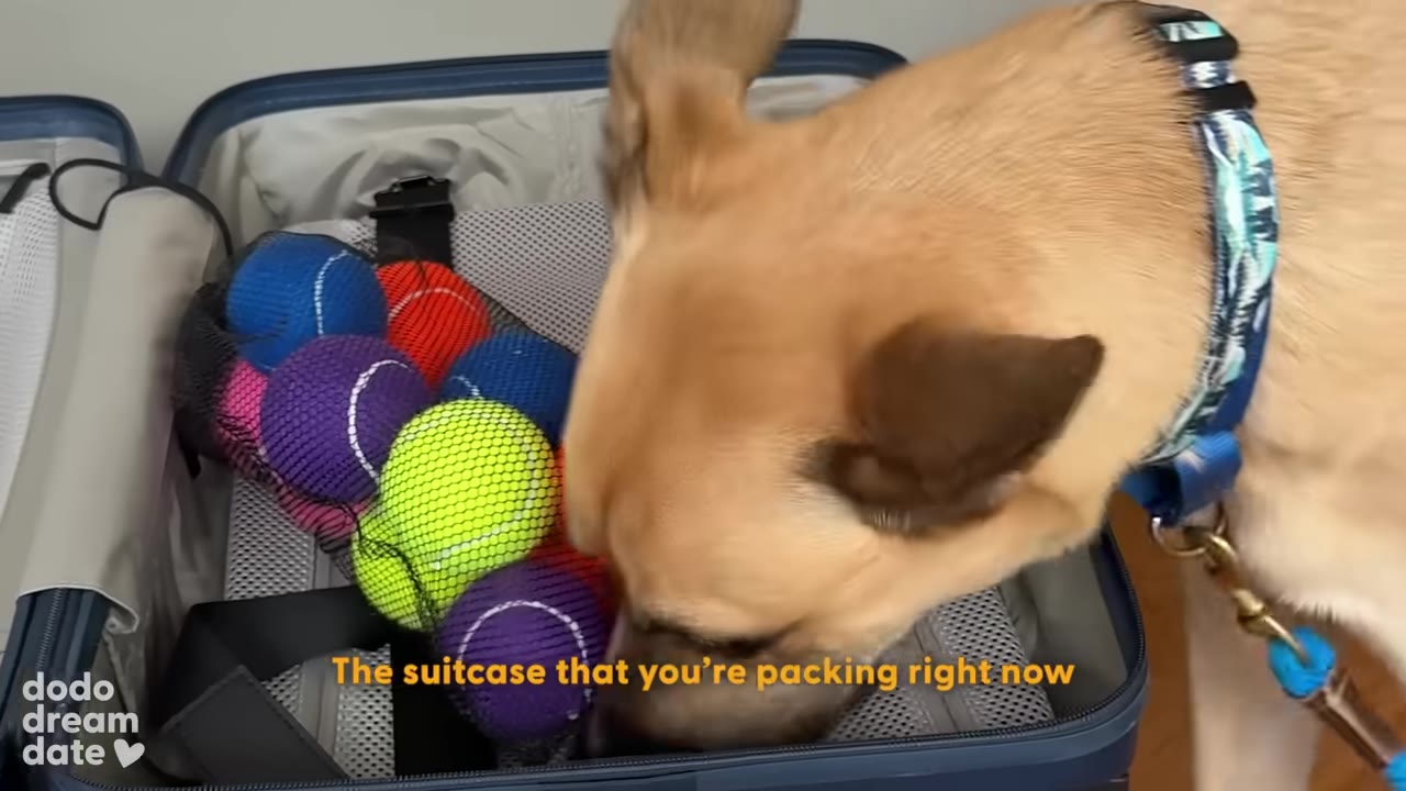 A tan dog with a blue collar sniffs a mesh bag of colorful tennis balls inside an open blue suitcase.