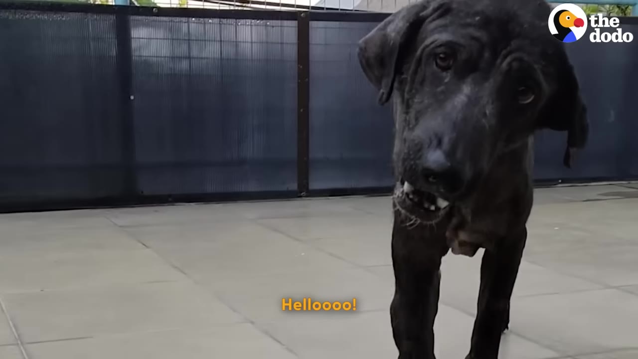 A dark-furred dog with a tilted head and a crooked jaw looks directly into the camera.
