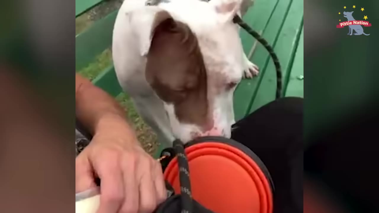A white and brown dog gently sniffs near a person's hand and an orange collapsible bowl.