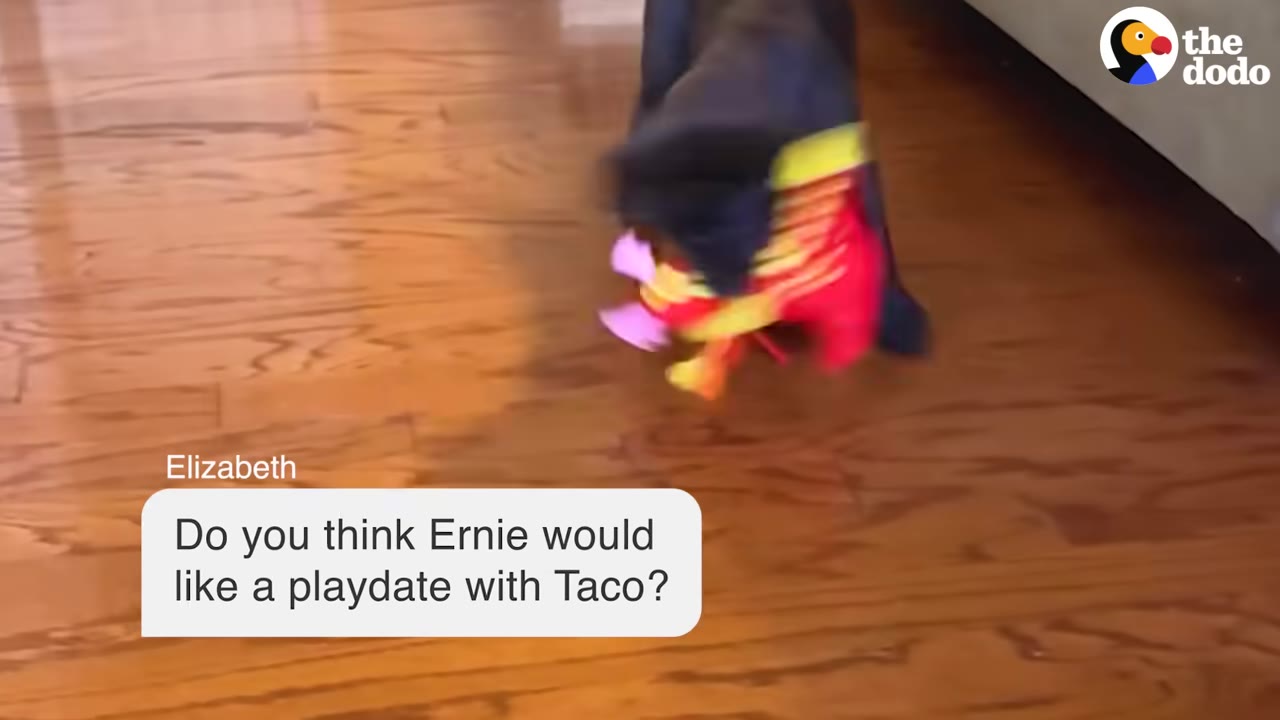A text bubble overlay on a wooden floor reads, 'Elizabeth: Do you think Ernie would like a playdate with Taco?' as a dark dog plays with a colorful toy in the background.