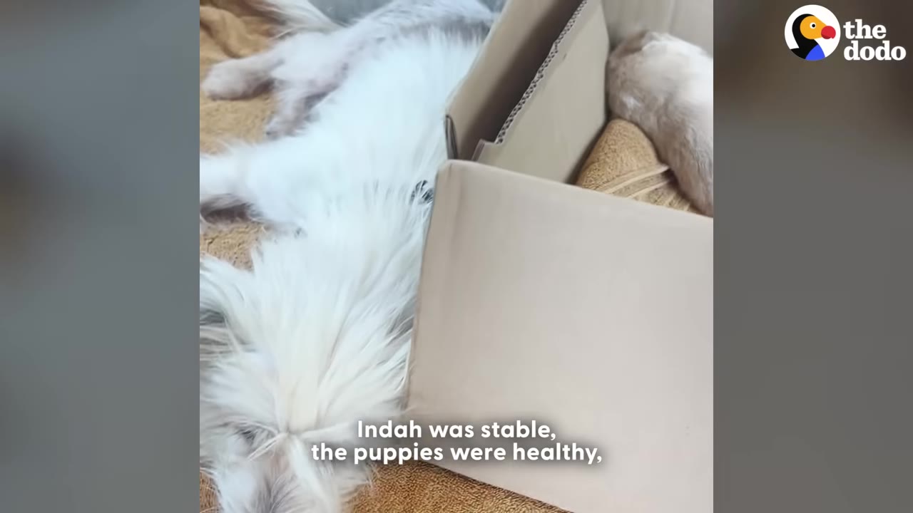 A white, long-haired dog named Indah lies on a brown towel next to a cardboard box containing her puppies.
