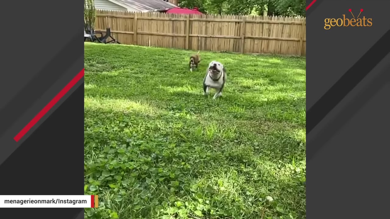 A white and grey dog runs happily across a green grassy lawn in a fenced backyard.