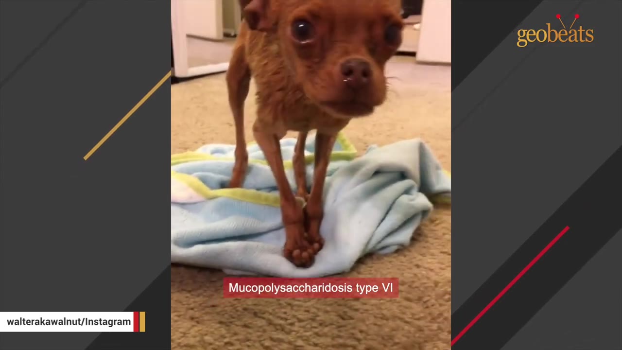 A small brown dog with physical deformities stands on a light blue towel, with a text overlay reading 'Mucopolysaccharidosis type VI'.
