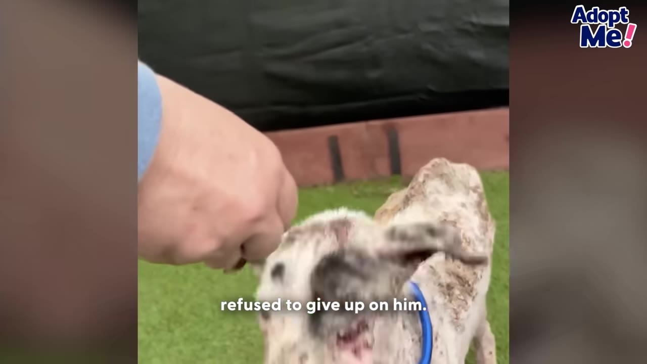 A close-up shot of a person's hand reaching out to a dog with severe skin issues, with the caption 'refused to give up on him' displayed at the bottom.