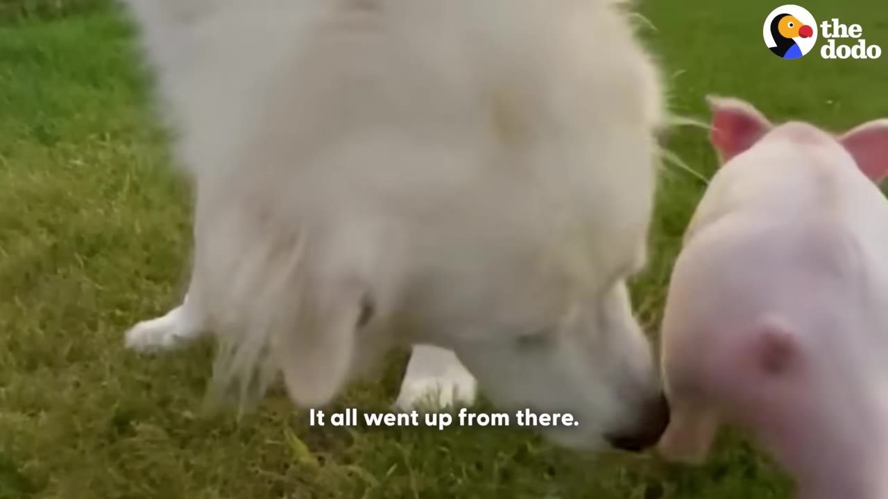A large white dog gently sniffs a small pink piglet standing next to it on a grassy lawn.