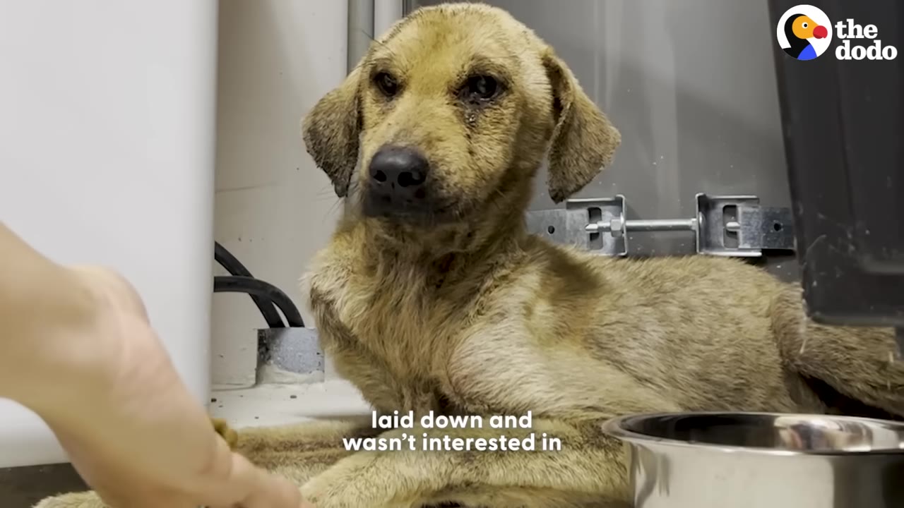 A scruffy, light brown dog lies on the floor looking sad and overwhelmed as a hand reaches out to offer food near a metal bowl.
