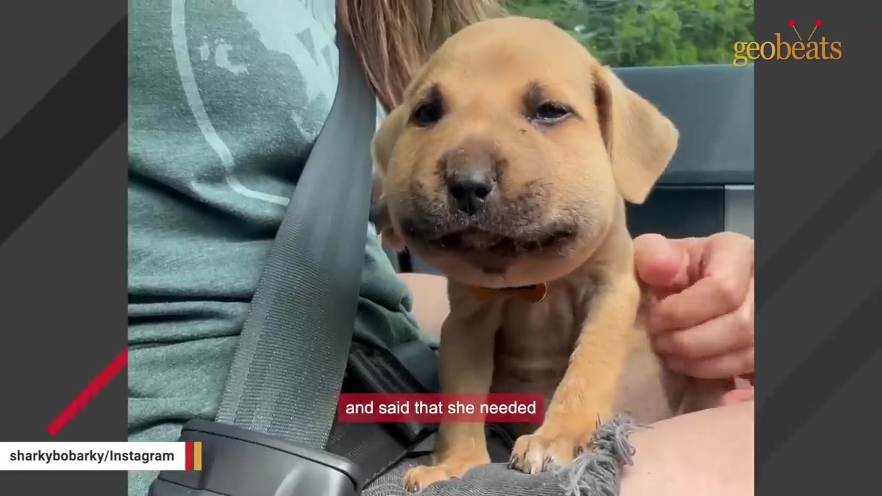 A small tan puppy with a severely swollen snout sits on a person's lap in a car, secured by a seatbelt.