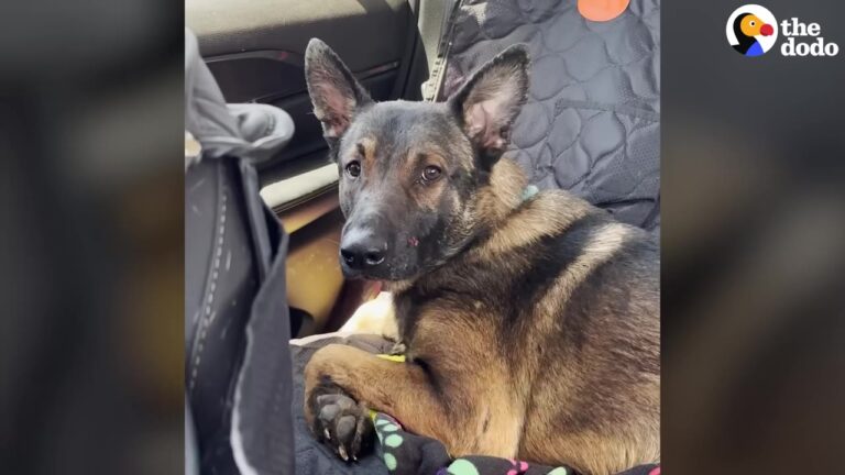 Heartbroken Texas Dog Remained Frozen In Fear After Years Inside An Apartment, Until One Familiar Sight Changed Everything