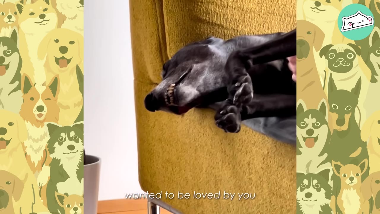 A black greyhound dog lies upside down on a yellow textured sofa, showing its teeth in a relaxed, happy expression.