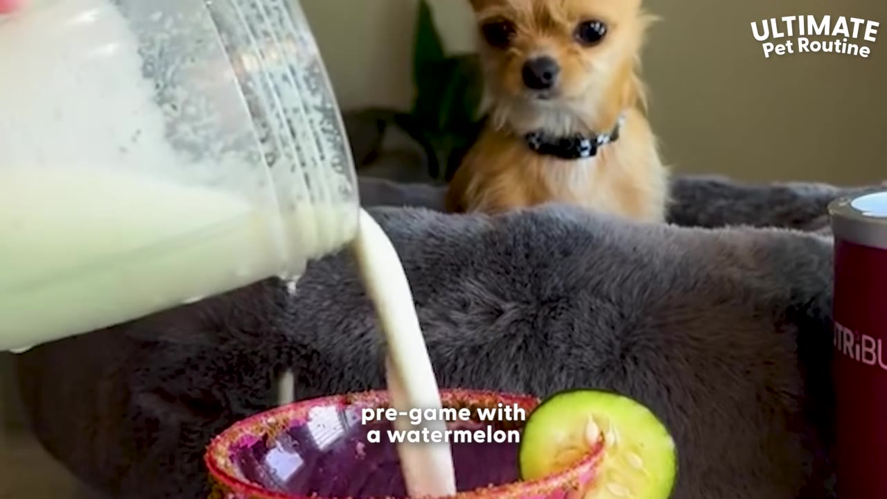 A creamy white beverage is poured from a blender into a small glass rimmed with red seasoning and garnished with a cucumber slice, as a small tan chihuahua watches from its bed in the background.