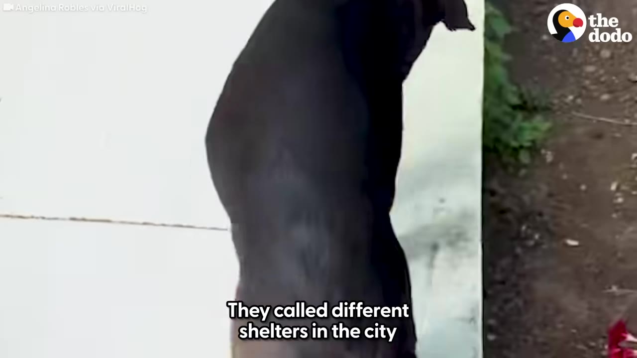 A black dog stands outside on a concrete walkway.