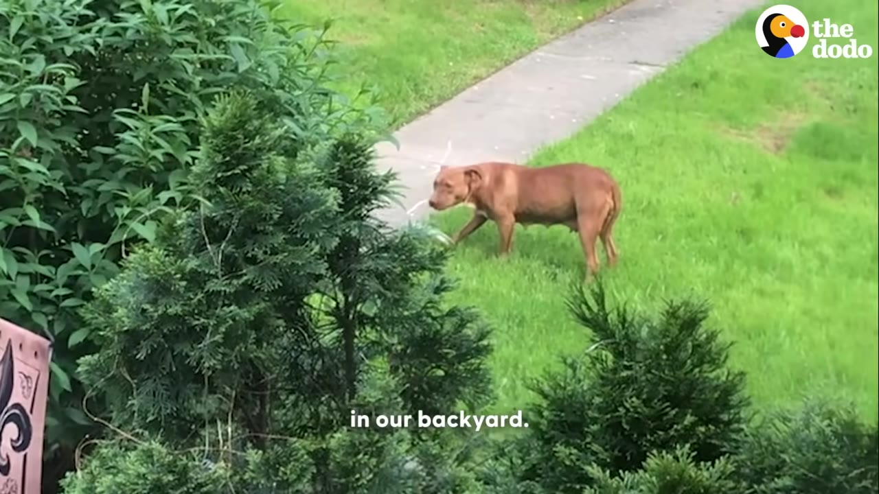 A brown dog walking on a green grassy lawn next to a concrete sidewalk, seen from behind some evergreen bushes.