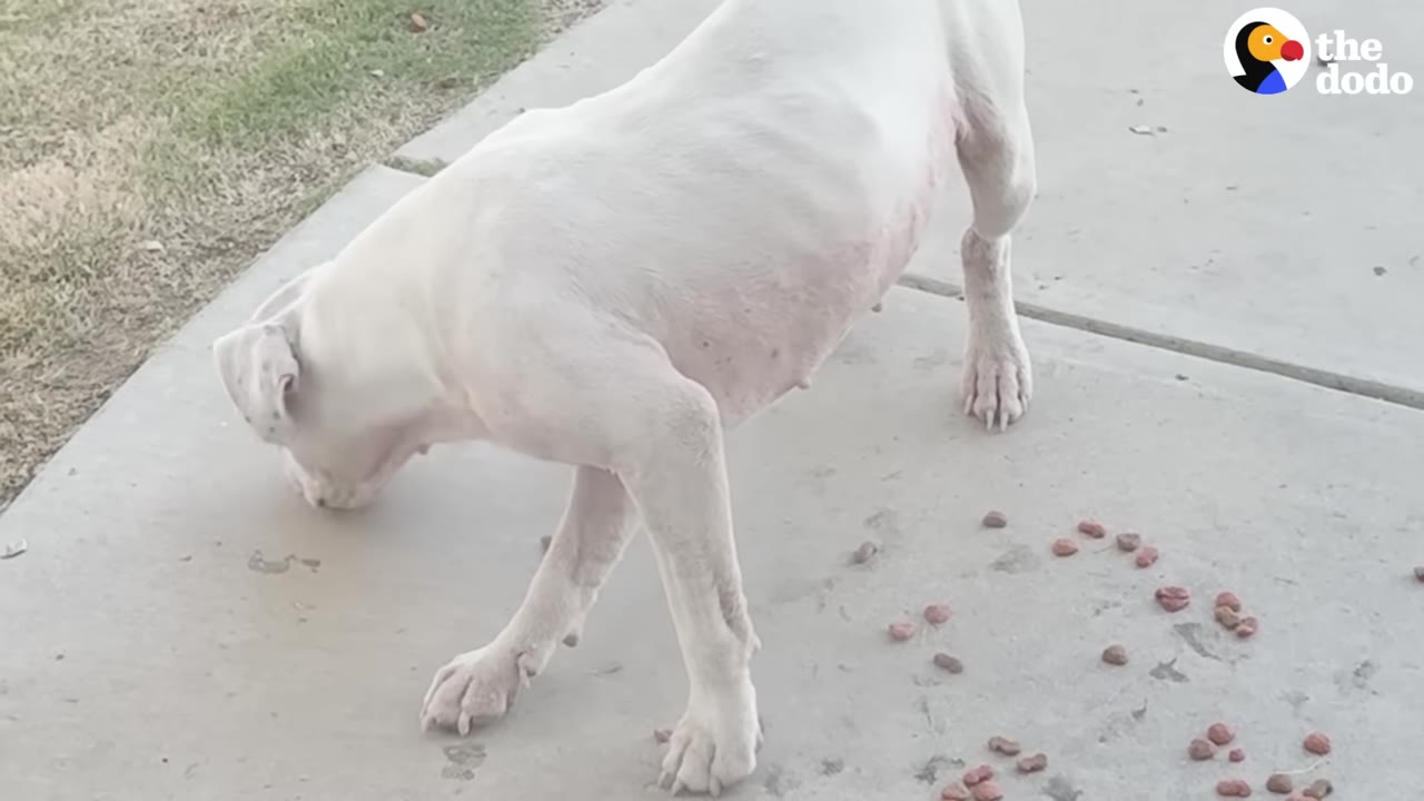 A thin white dog eating kibble scattered on a concrete sidewalk.