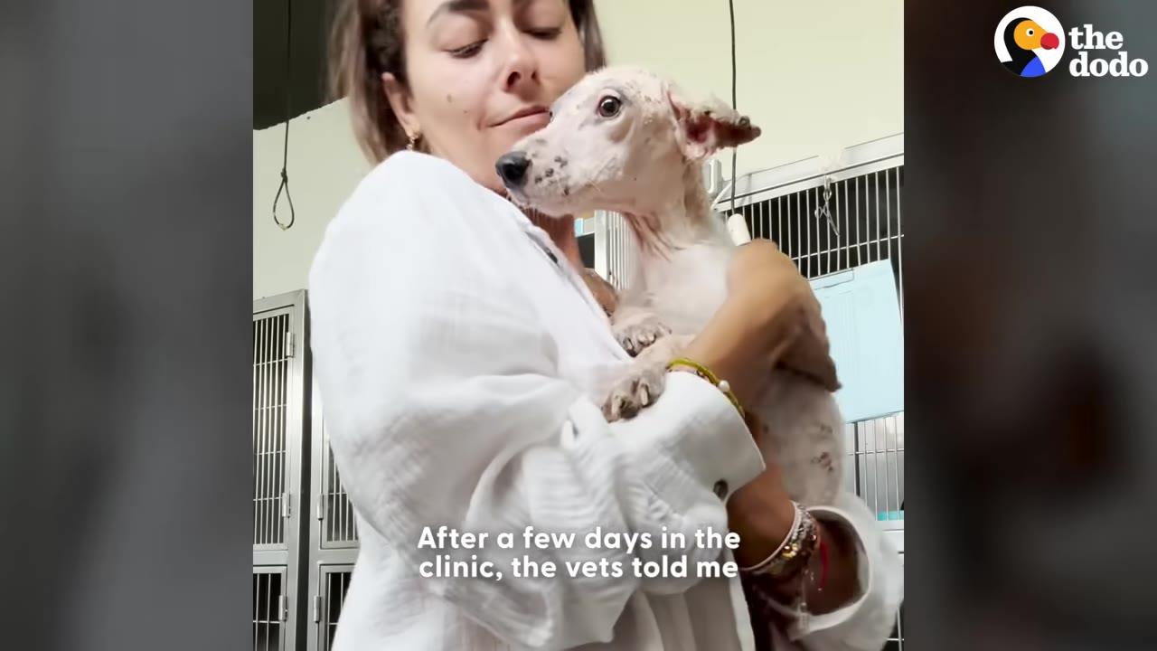 A woman in a white shirt holds a small, frail white dog in her arms inside a veterinary clinic with cages in the background.
