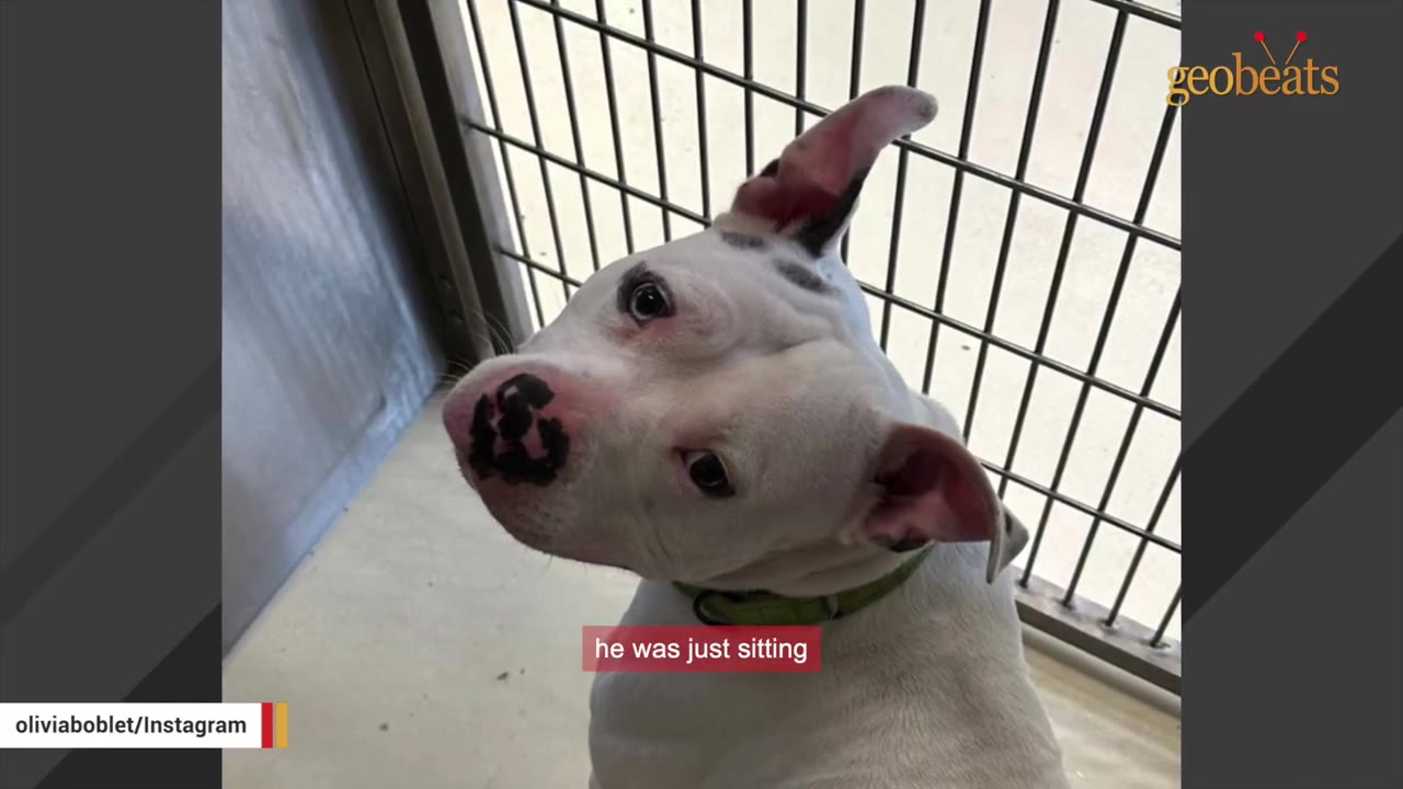 A white dog with black spots on its nose looks up with sad eyes from inside a kennel with metal bars in the background.