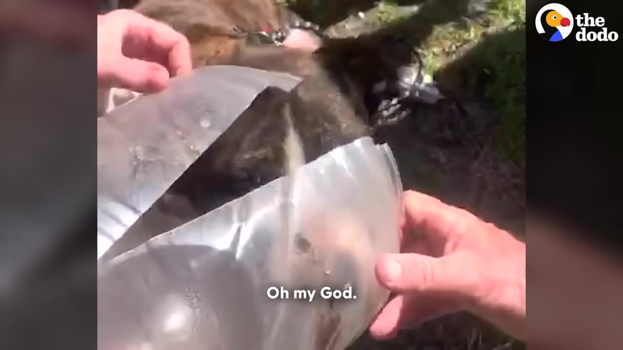 Hands pulling a cut plastic jug away from a brown dog's head.