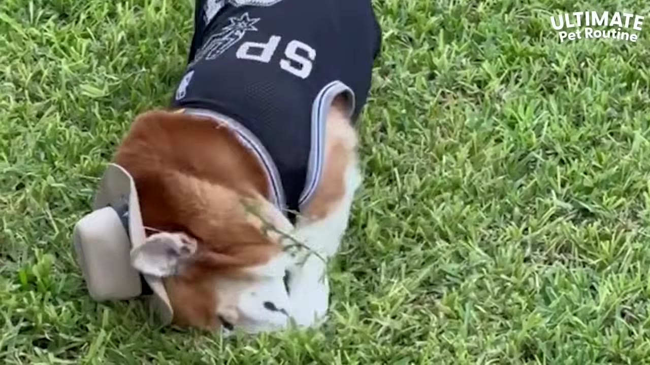 A brown and white dog wearing a black sports jersey and a small cowboy hat sniffs the green grass.