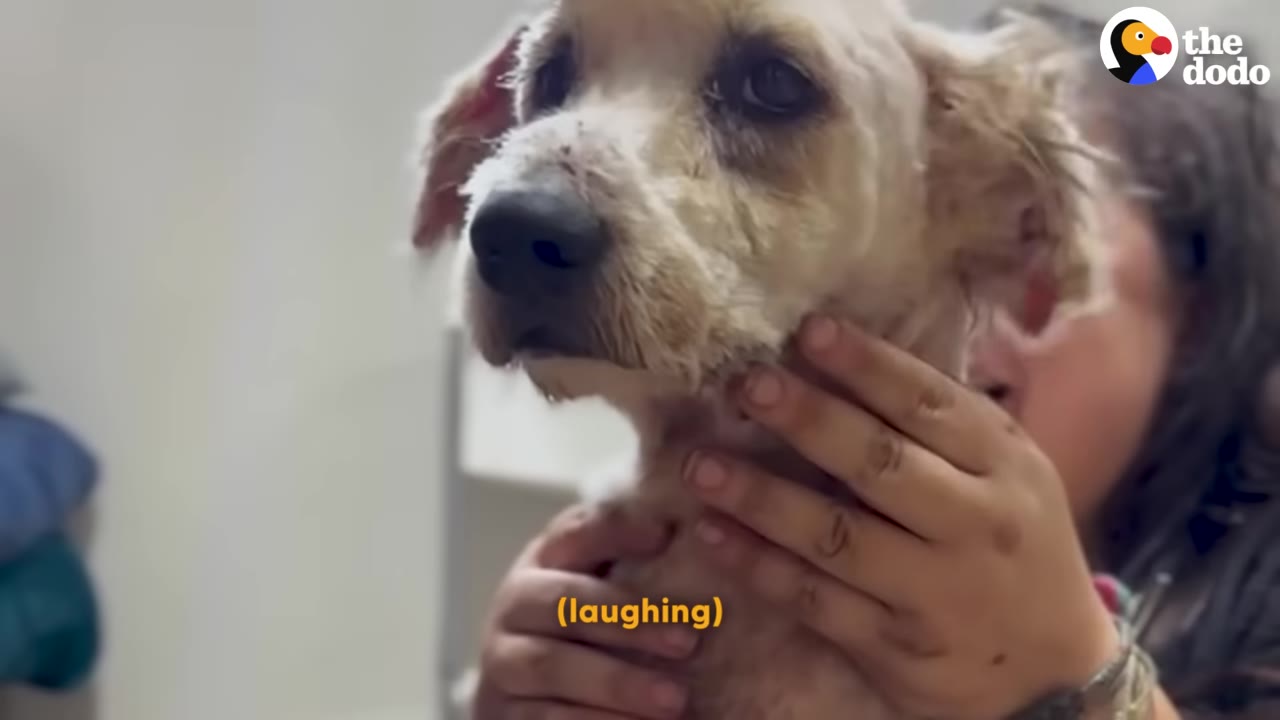 A close-up of a small, light-colored dog with short fur on its face, being gently held under the chin by a person's hands.
