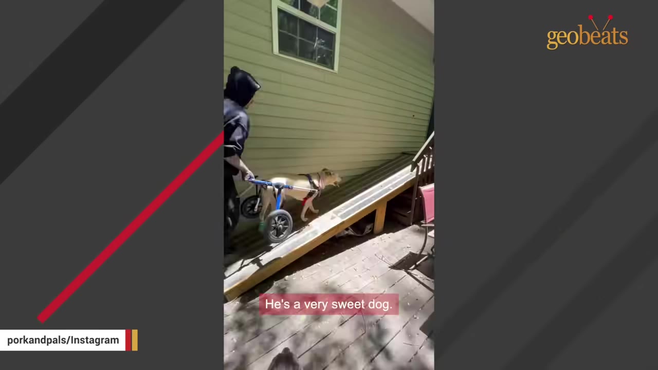 A tan dog using a rear-wheel mobility cart walks up a wooden ramp outside a house, assisted by a person.