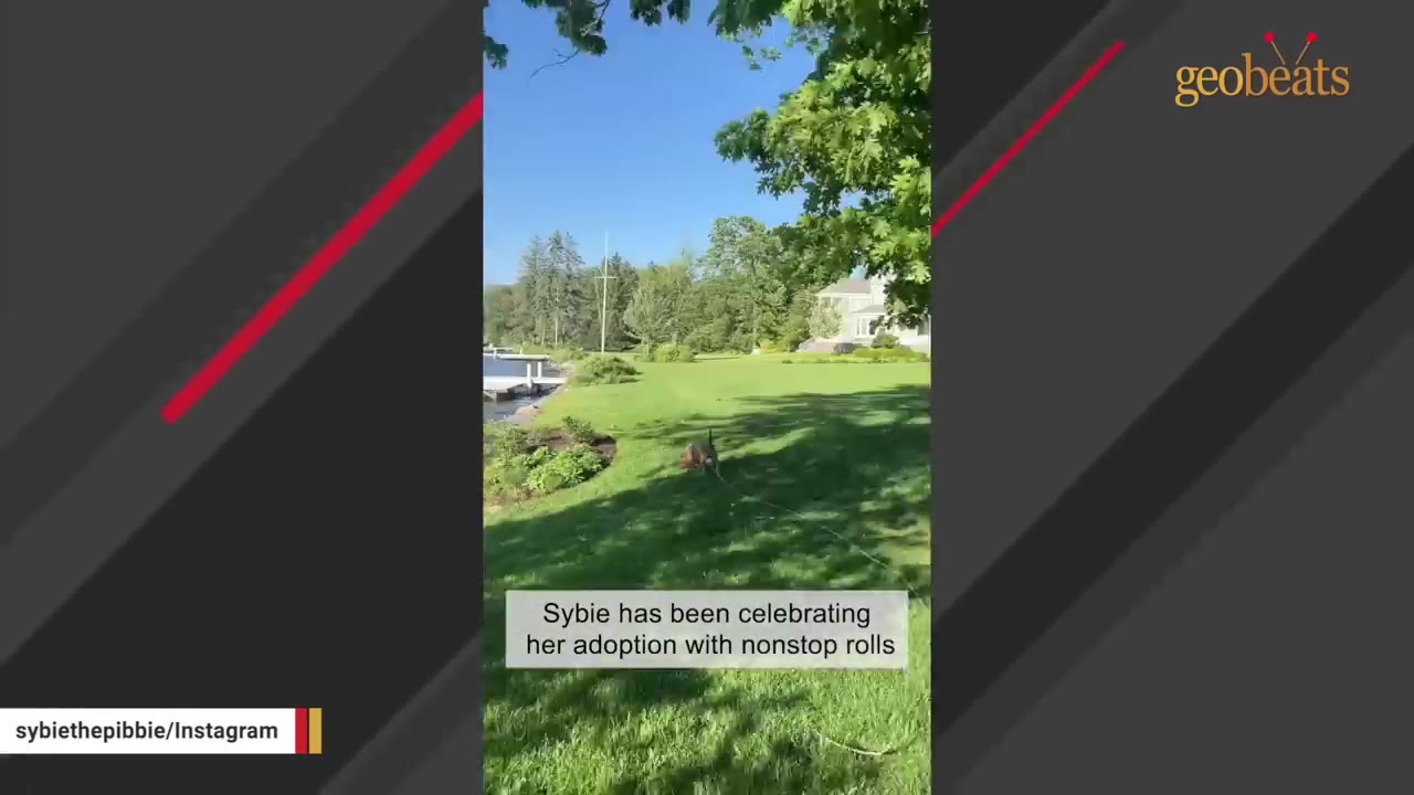 A brown and white dog rolling on its back on a lush green lawn near a lake, with text overlay reading 'Sybie has been celebrating her adoption with nonstop rolls'.