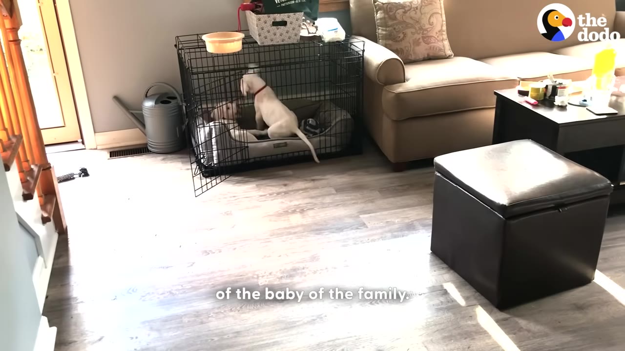 A light-colored puppy stands inside a wire crate in a living room, interacting with another dog inside the crate.