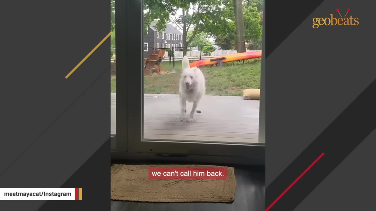 A white dog runs on an outdoor deck towards a glass door, seen from inside the house.