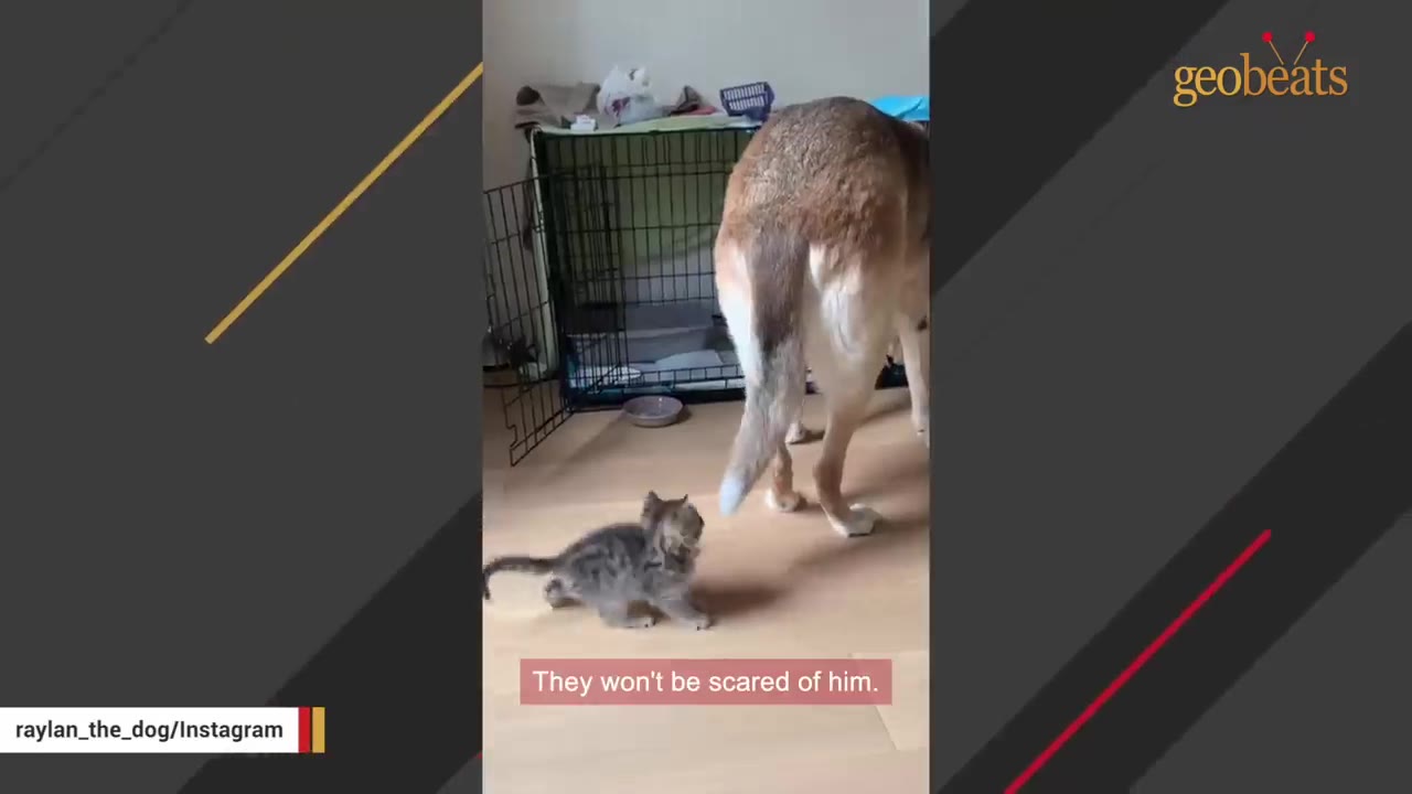 A small tabby kitten walks on a wooden floor behind a large tan dog.