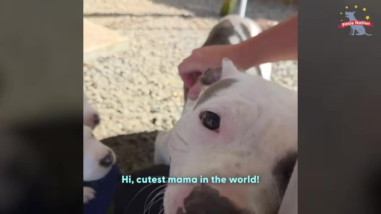 A close-up of a white and grey dog being gently petted on the head, with the text 'Hi, cutest mama in the world!' on the screen.