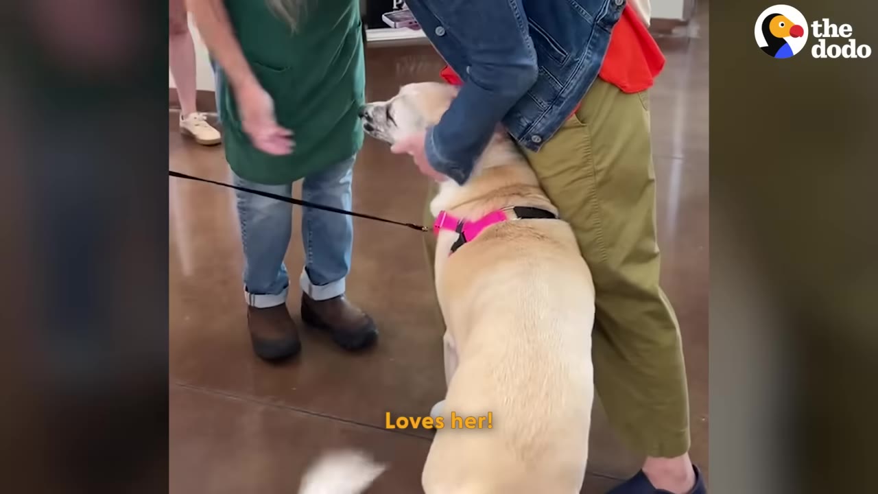 A light-colored dog wearing a pink harness is being hugged and petted by a person wearing a denim jacket and khaki pants.