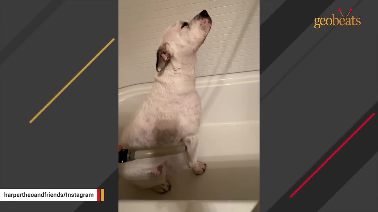 A white dog sits calmly in a white bathtub while being bathed with a handheld shower sprayer.