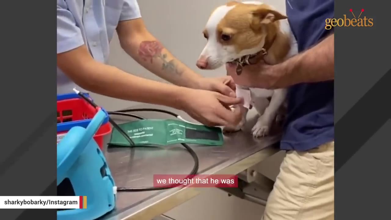 A small tan and white dog stands on a metal examination table while a veterinary professional wraps its front paw with a bandage.