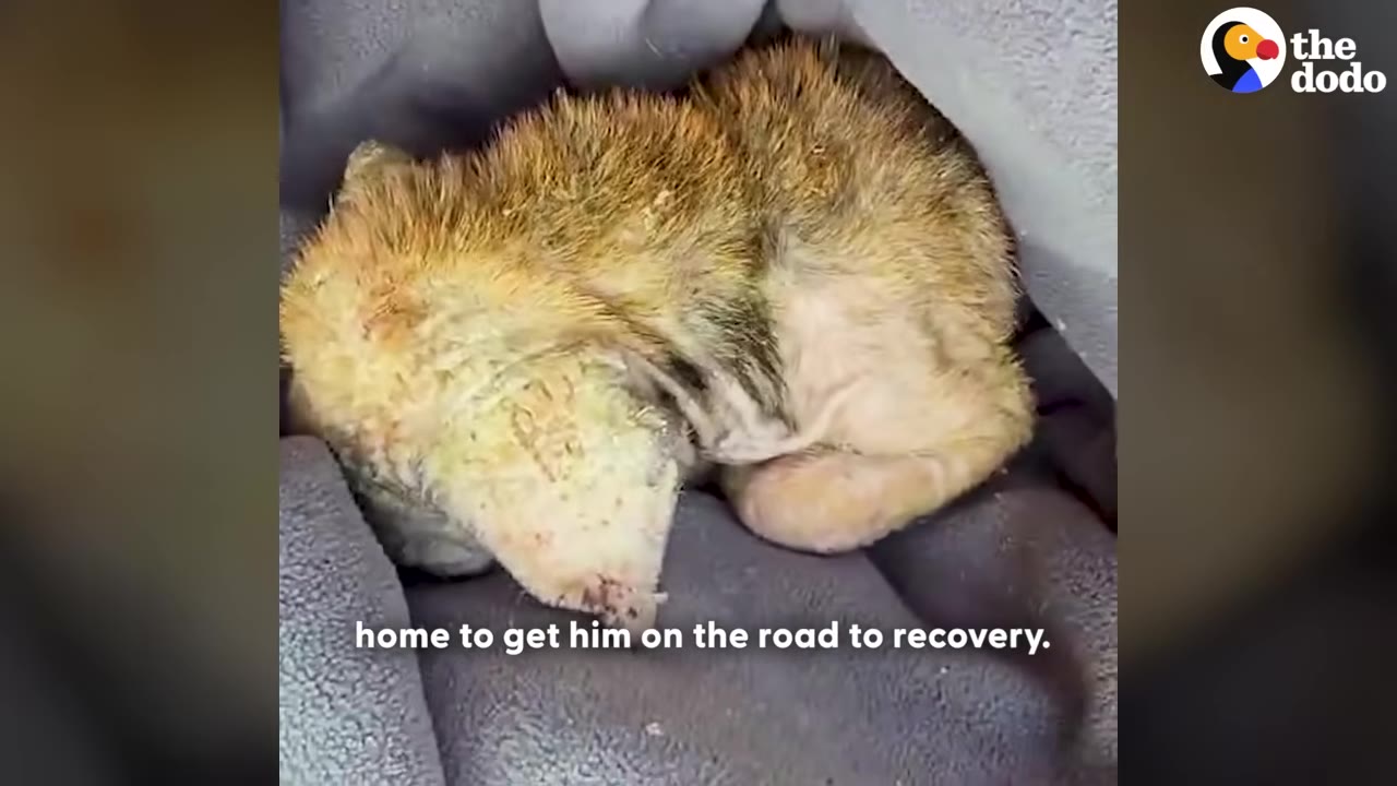 A small, frail puppy with patchy fur curled up tightly inside a grey blanket.