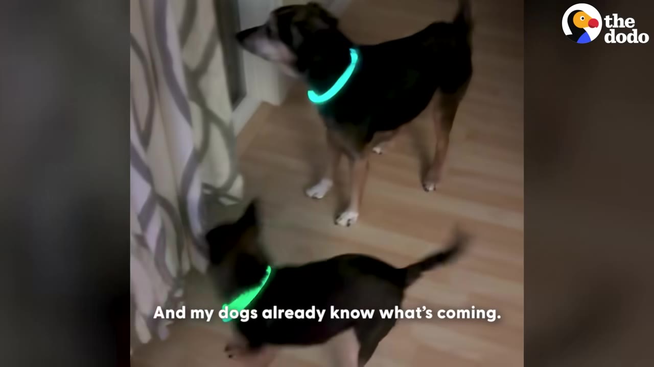 Two dogs wearing glowing green collars stand near a sliding glass door with curtains, looking expectant.