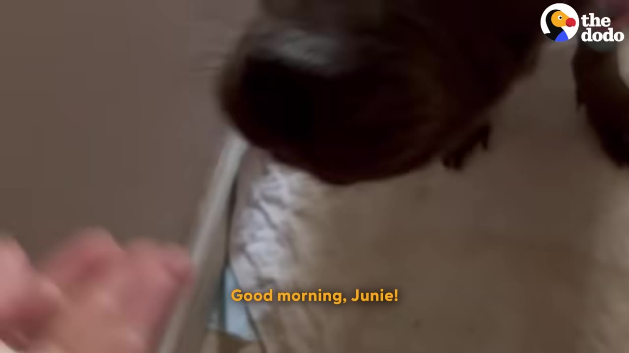 A close-up shot of a dog's dark snout as a hand reaches out to greet her, with the text 'Good morning, Junie!' on the screen.