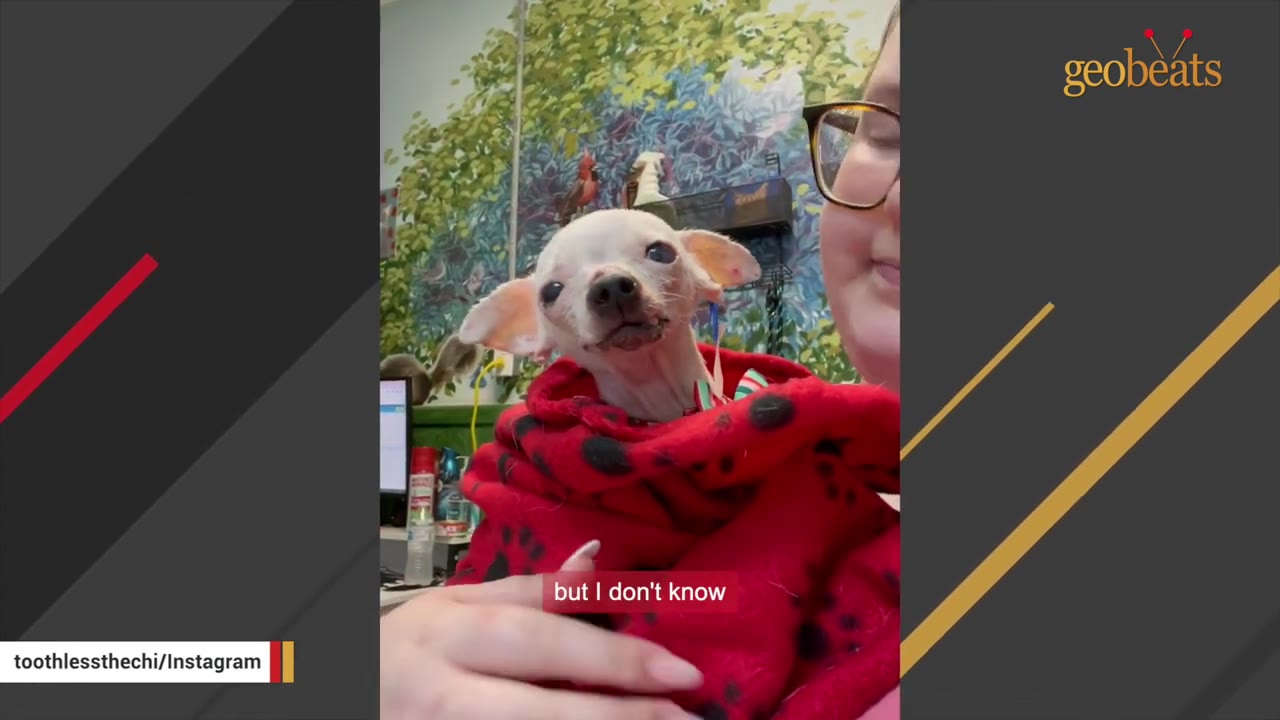A close-up of a small, white chihuahua wrapped in a red blanket with black paw prints, being held gently by a woman wearing glasses.