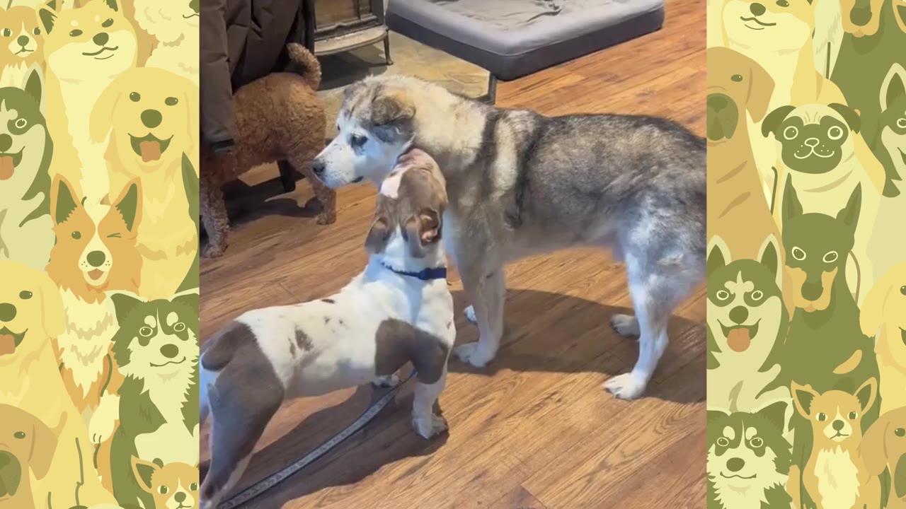 An older grey and white dog stands calmly on a wooden floor while a smaller white and brown dog stands on its hind legs to sniff its face.
