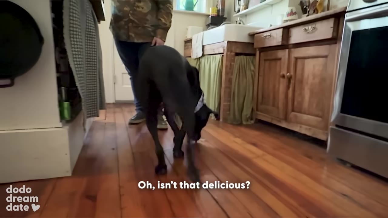 A black dog wearing a bandana sniffs the wooden floor in a kitchen while a person stands nearby.