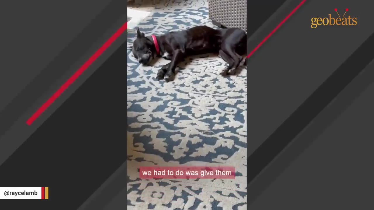 An emaciated black dog with a red collar lies on a patterned rug, its ribs visibly protruding.
