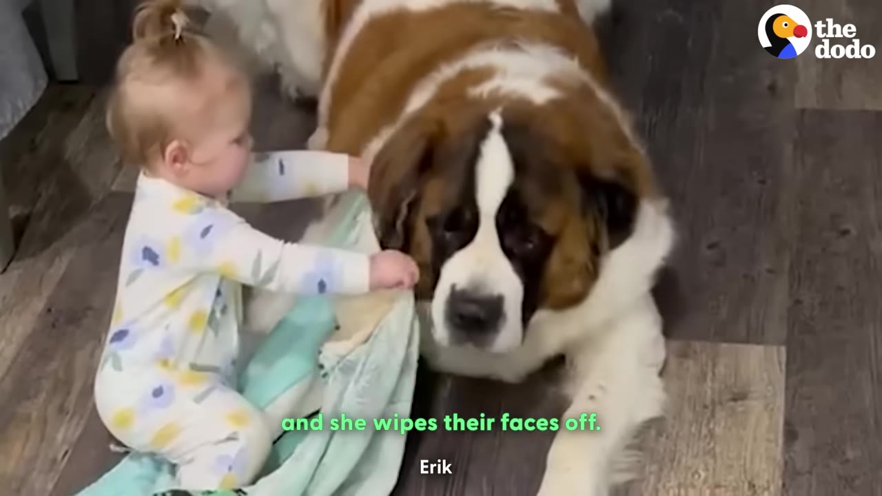 A toddler in floral pajamas uses a light green towel to gently wipe the face of a large Saint Bernard dog lying on the floor.