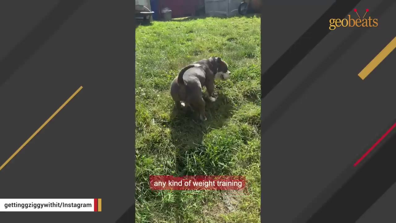 A muscular, stocky grey and white dog stands on a grassy lawn, showing off its powerful build.