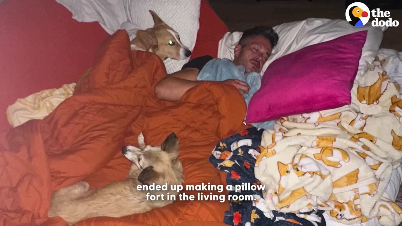A man sleeps in a living room pillow fort surrounded by blankets and two dogs.
