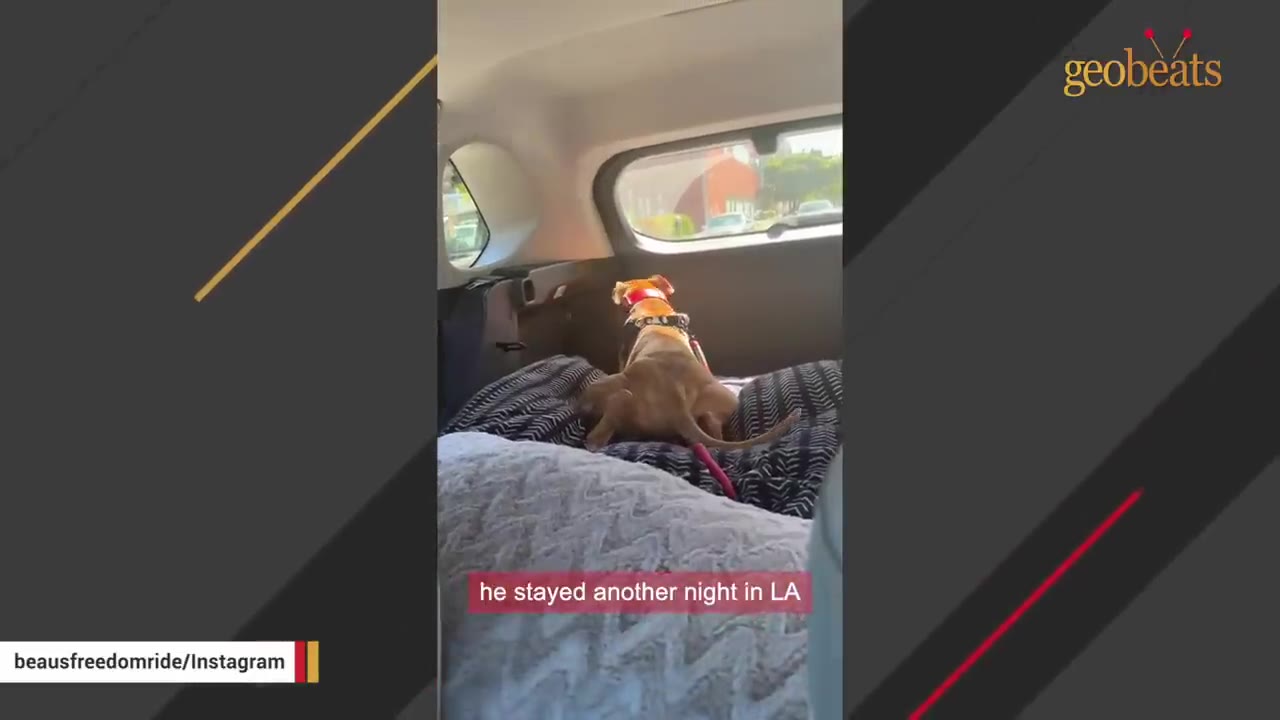 A brown dog wearing a red collar sits on a patterned dog bed in the back of a car, looking out the rear window.