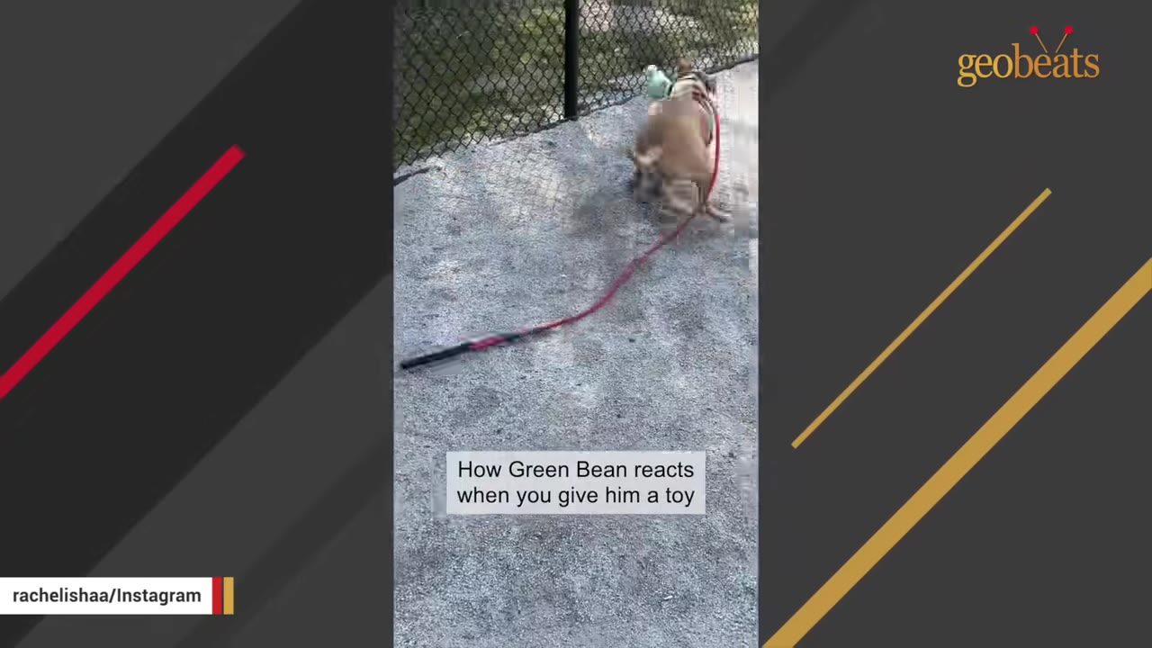 A light brown dog runs on a gravel path with a light green toy in its mouth, trailing a red leash.