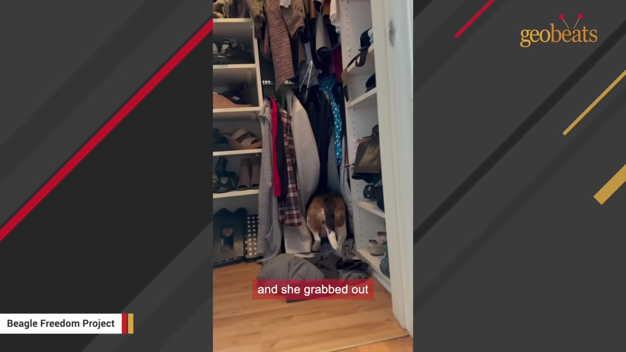 A beagle dog rummaging inside a walk-in closet filled with clothes and shoes.